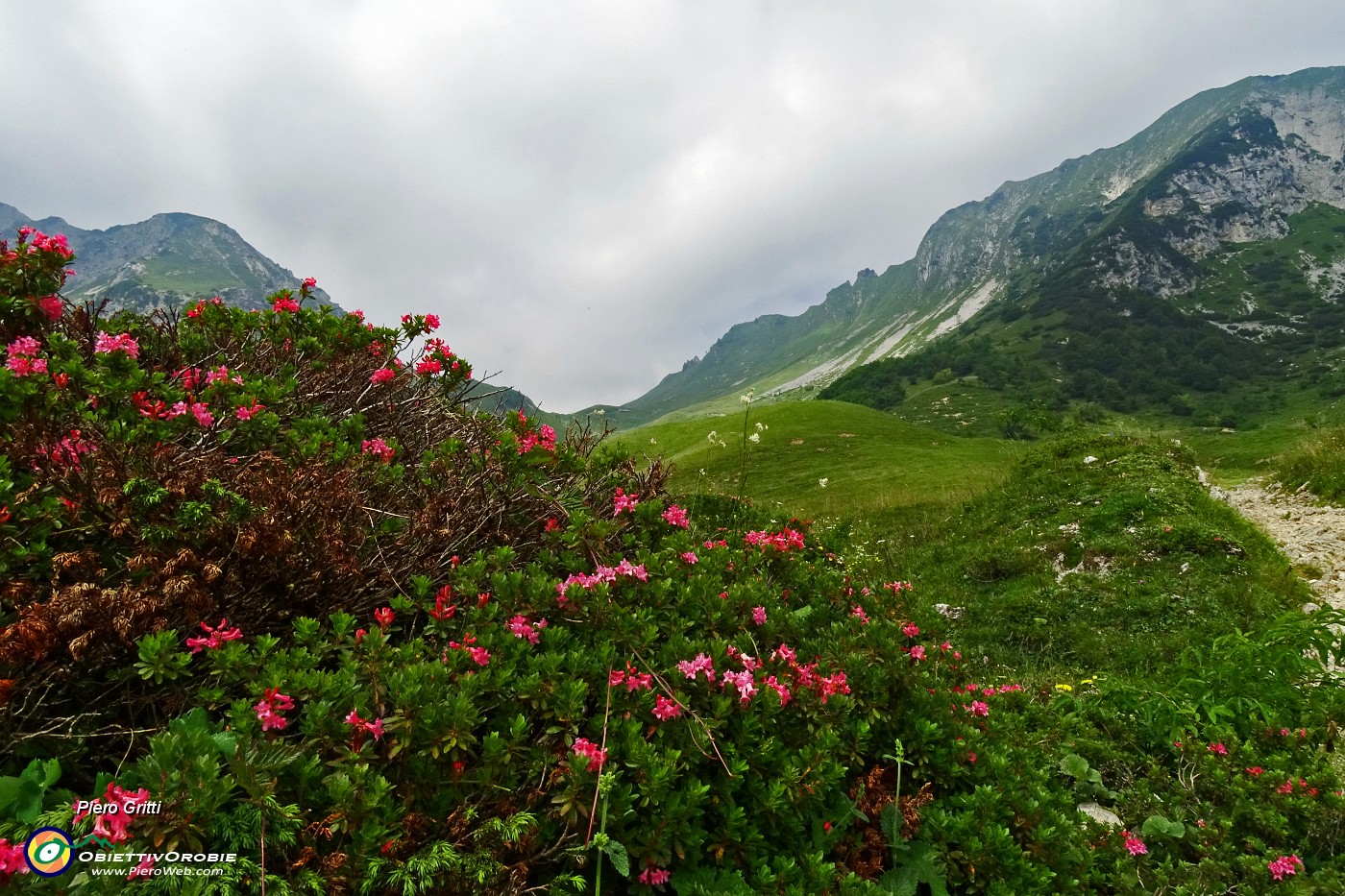 29 Rododendro irsuto (Rhododendron hirsutum).JPG -                                